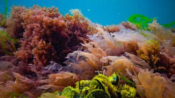 Underwater landscape, Black Sea. Green, red and brown algae on the seabed photo