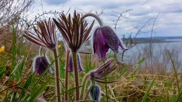 Eastern pasqueflower, cutleaf anemone Pulsatilla patens blooming in spring among the grass photo