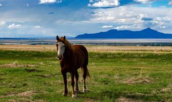 Horses graze on the field, eat green grass, ranch in Utah photo