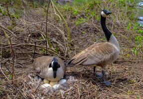 Canada goose Male and female goose on a nest with eggs on an island among trees photo