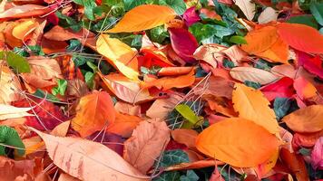 Beautiful red-yellow cherry and sakura leaves fallen to the ground in autumn photo
