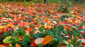 Beautiful red-yellow cherry and sakura leaves fallen to the ground in autumn photo