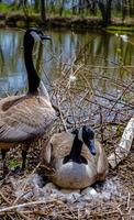 Canada goose Male and female goose on a nest with eggs on an island among trees photo