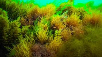 Underwater landscape, Black Sea. Green, red and brown algae on the seabed photo