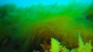 Underwater landscape, Black Sea. Green, red and brown algae on the seabed photo