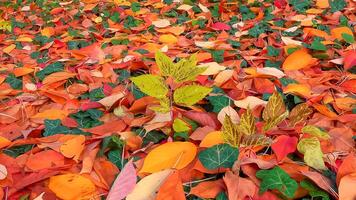 Beautiful red-yellow cherry and sakura leaves fallen to the ground in autumn photo