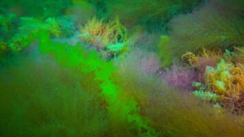 Underwater landscape, Black Sea. Green, red and brown algae on the seabed photo