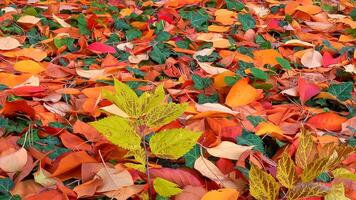 Beautiful red-yellow cherry and sakura leaves fallen to the ground in autumn photo