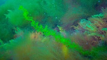 Underwater landscape, Black Sea. Green, red and brown algae on the seabed photo