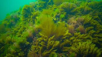Black Sea, Hydroids Obelia, coelenterates, Macrophytes Red and Green algae photo