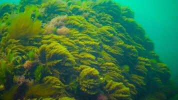 Black Sea, Hydroids Obelia, coelenterates, Macrophytes Red and Green algae photo