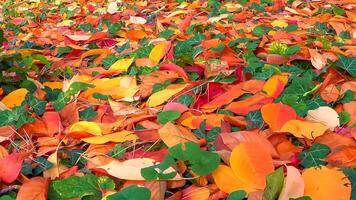 Beautiful red-yellow cherry and sakura leaves fallen to the ground in autumn photo