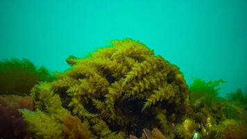 Black Sea, Hydroids Obelia, coelenterates, Macrophytes Red and Green algae photo