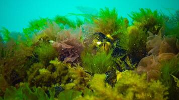 Underwater landscape, Black Sea. Green, red and brown algae on the seabed photo