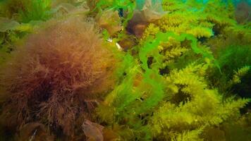 Underwater landscape, Black Sea. Green, red and brown algae on the seabed photo