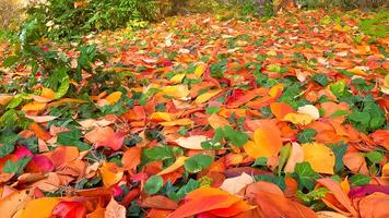 Beautiful red-yellow cherry and sakura leaves fallen to the ground in autumn photo