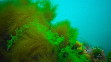 Underwater landscape, Black Sea. Green, red and brown algae on the seabed photo