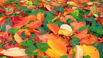 Beautiful red-yellow cherry and sakura leaves fallen to the ground in autumn photo