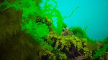 Underwater landscape, Black Sea. Green, red and brown algae on the seabed photo