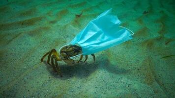 Large crab Carcinus entangled in medical mask, ocean pollution with plastic debris photo