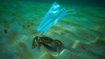 Large crab Carcinus entangled in medical mask, ocean pollution with plastic debris photo
