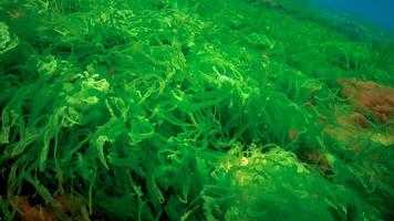 Underwater landscape, Black Sea. Green, red and brown algae on the seabed photo