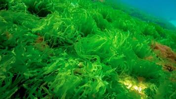 Underwater landscape, Black Sea. Green, red and brown algae on the seabed photo