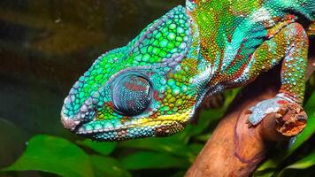 The graceful chameleon Chamaeleo gracilis, multi-colored chameleon in the stage of excitement in the terrarium photo