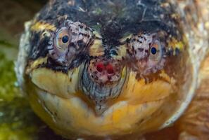 Close-up, head Snapping Turtle Chelydra serpentina, terrarium photo