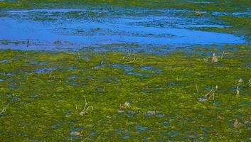 Accumulation of green algae Ulva and Enteromorpha near the shore in a salt lake on the Tiligul estuary photo
