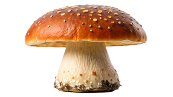 Close-up of a wild mushroom with white stem and spotted cap, isolated, transparent file png