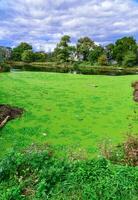The water surface of a dirty lake is covered with floating plants Pontederia crassipes Eichhornia crassipes, duckweed Wolffia arrhiza and Lemna turionifera photo