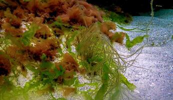 Underwater landscape, Black Sea. Green, red and brown algae on the seabed photo