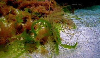 Underwater landscape, Black Sea. Green, red and brown algae on the seabed photo
