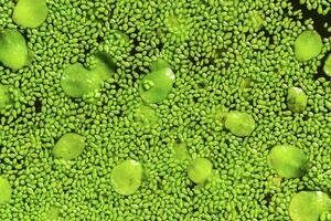 Spotless watermeal, rootless duckweed Wolffia arrhiza and duckweed Lemna turionifera in a stagnant freshwater pond photo