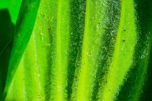 The underside of a leaf of a floating plant Pistia stratiotes, covered with water-resistant hairs photo