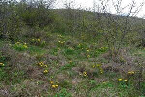 Adonis vernalis - disappearing early blooming in spring among the grass in the wild photo