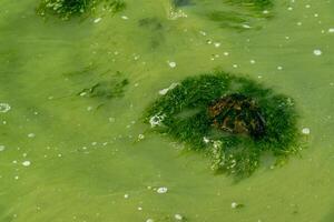 Eutrophication of the Khadzhibey estuary, blooms in the water of the blue-green algae Microcystis aeruginosa photo