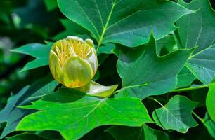 Liriodendron tulipifera - Yellow flowers on a background of green leaves photo