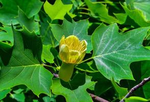 Liriodendron tulipifera - Yellow flowers on a background of green leaves photo
