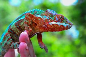 The panther chameleon - furcifer pardalis, reptile sits on a man's hand photo