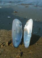 Unio pictorum, the painter's mussel, empty clam shell on the shore of the lake photo