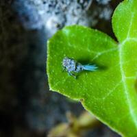 Issus coleoptratus - Close-up of a cicada larva on a green leaf photo