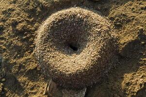 Smooth round removal of sand from an anthill on the shores of the Red Sea in the area of Hurghada photo