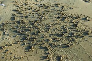 Sharaks of sand left after eating a crab on the shores of the Red Sea, Egypt photo