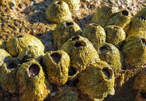 Ribbed Barnacle - Tetraclita stalactifera, Fouling of rocks in the Red Sea photo