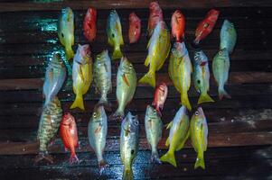 Red and yellow tropical fish on the deck of a boat, caught in the Red Sea photo