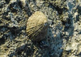 Glossy limpet Cellana rota - A gastropod attached to a rock on a rock on the shore near Hurghada photo