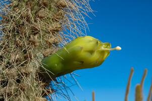 Blooming cacti Cereus sp. in the interior of a hotel garden in Hurghada, Egypt photo