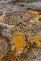 Algae-bacterial mats. Hot thermal spring, hot pool in the Yellowstone NP. Wyoming, US photo
